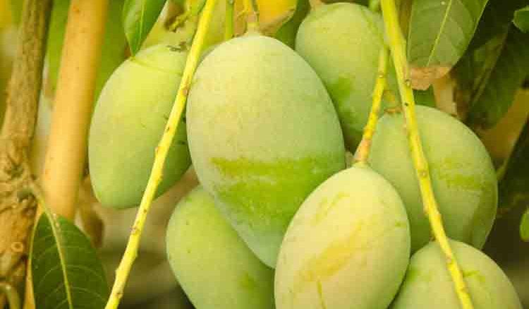 Kochiman grows 40  verities of mango on his rooftop