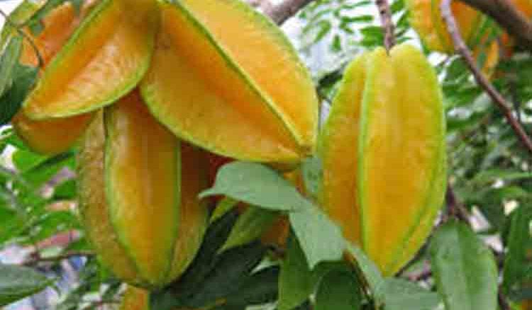 The healthy effects of Carambola