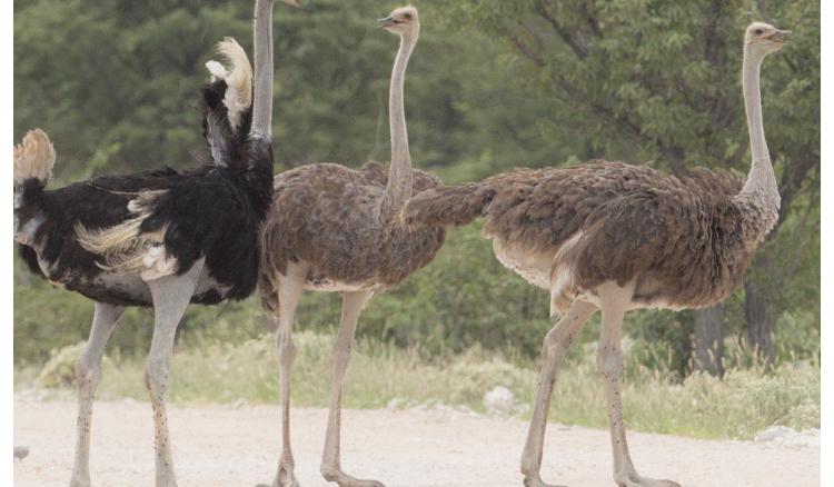 Ostrich can roar