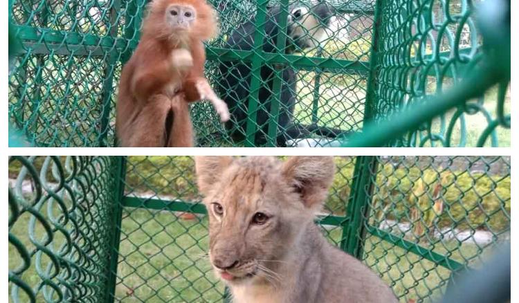 A lion cub and three rare white-headed langurs were rescued from Kolkata