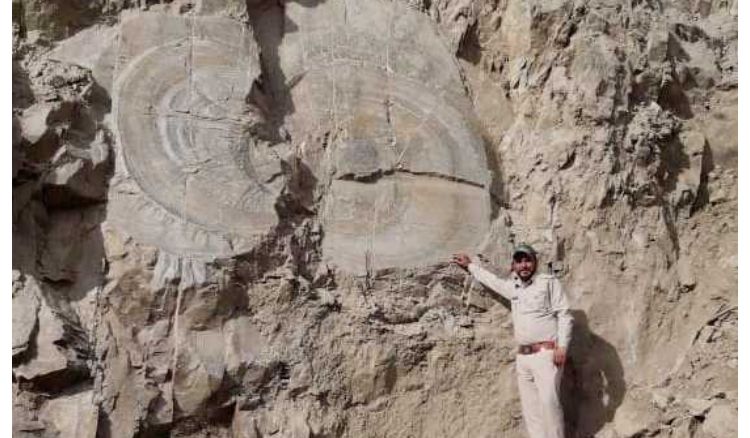 Fossil from the Age of Dinosaurs Found in Shimla