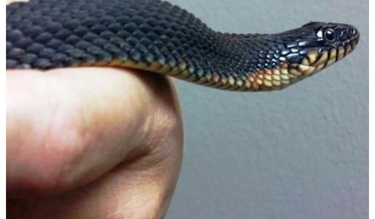 A new snake species has been discovered at Simlipal