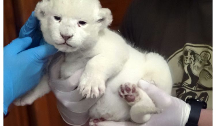 A picture of rare white lion cub went viral on social media