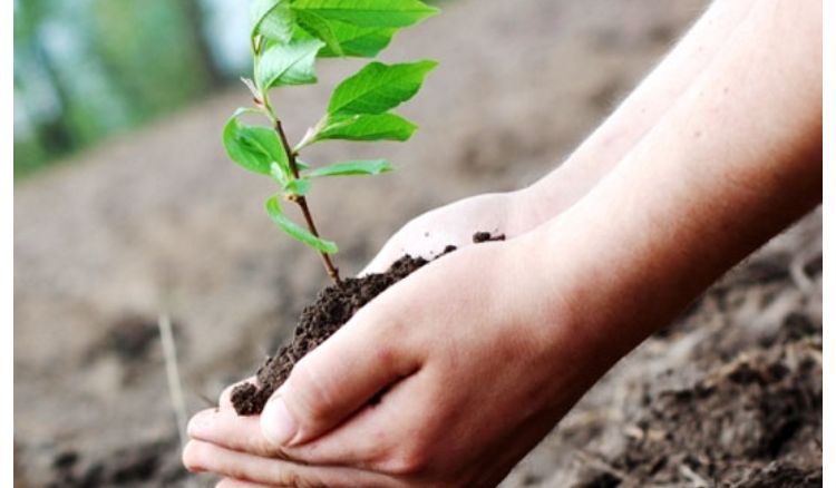 Kerala Municipality Won't give permission Unless Tree planting