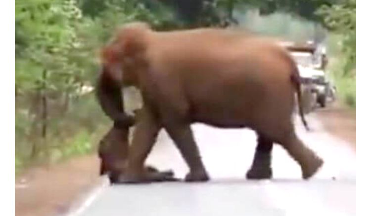 Elephant herd takes out funeral procession for dead calf