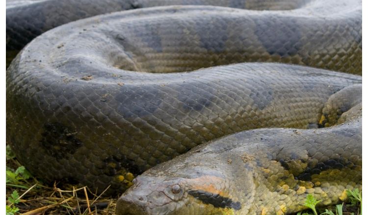 Four anaconda has been arrived to Alipore Zoo