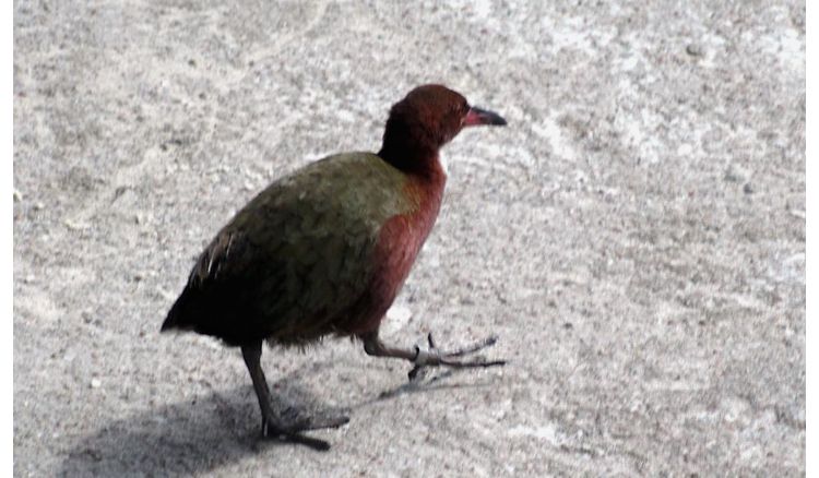 Scientist discovered extinct bird after one lakh year