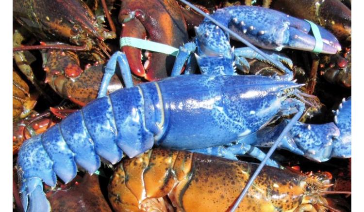 Extremely rare blue lobster found in a restaurant in massachusetts