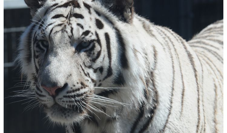 A new tiger has been arrived to Alipore Zoo