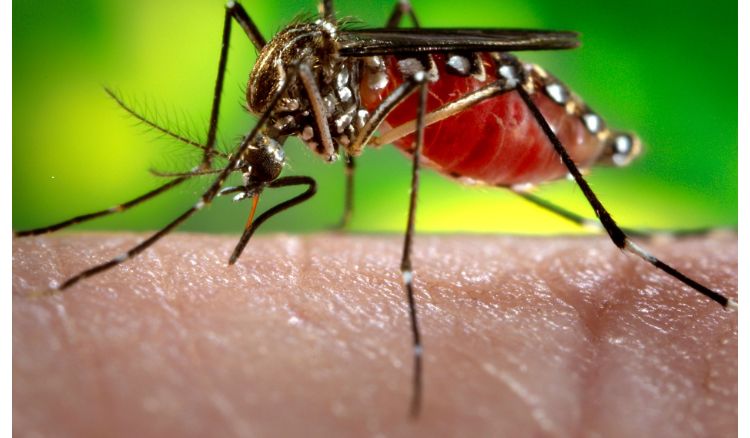 How to be Safe from Dengue