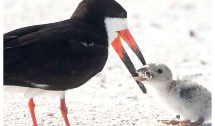 Mother bird given to  her chick a piece of cigarette as food