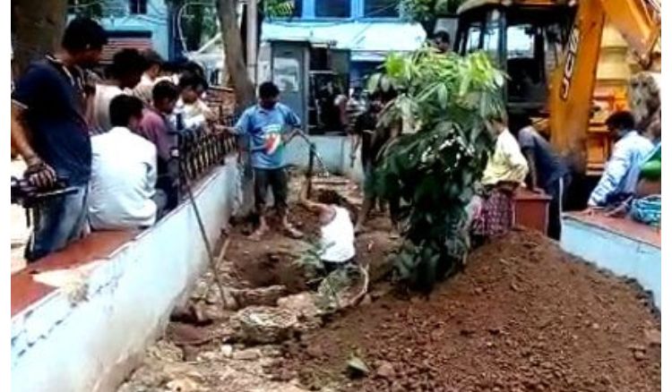 Doctors save life of a tree