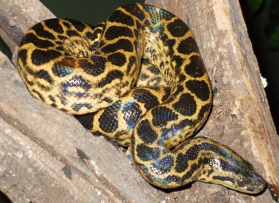 Anacondas to be kept for public viewing from next month at Alipore Zoo