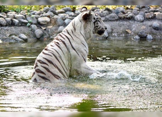 Alipore Zoo’s Summer Surprises