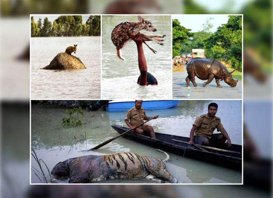 বন্যায় বিপন্ন বন্যপ্রাণ, অভয়ারণ্য