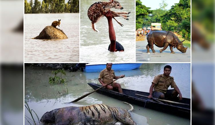 বন্যায় বিপন্ন বন্যপ্রাণ, অভয়ারণ্য