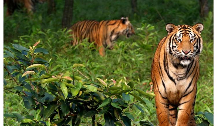 A proposal for tiger safari asked by Sudip Bondyopadhyay