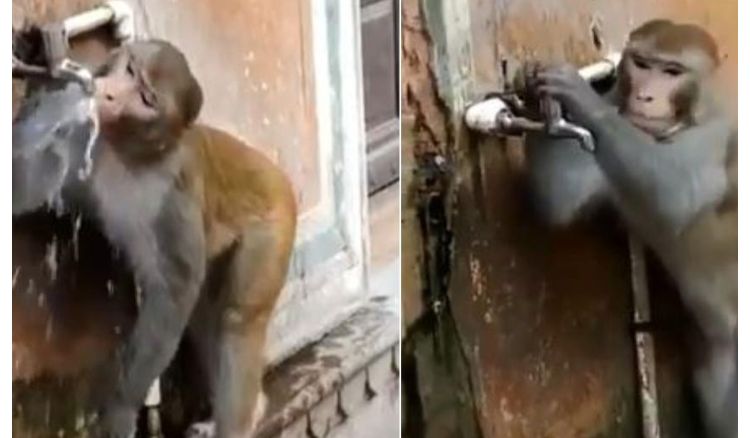 Monkey saves water by closing tap