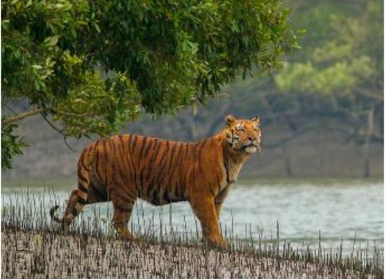 ক্রমে কমে আসছে বাংলার বাঘ