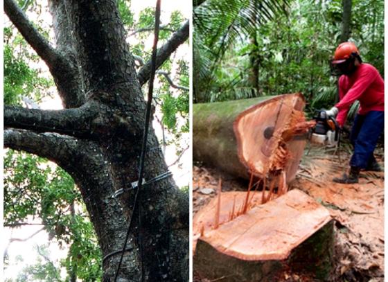 ক্যান্সার-আতঙ্কে কাটা পড়ল আফ্রিকান মেহগনি