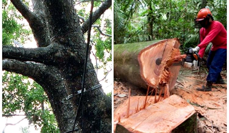 ক্যান্সার-আতঙ্কে কাটা পড়ল আফ্রিকান মেহগনি