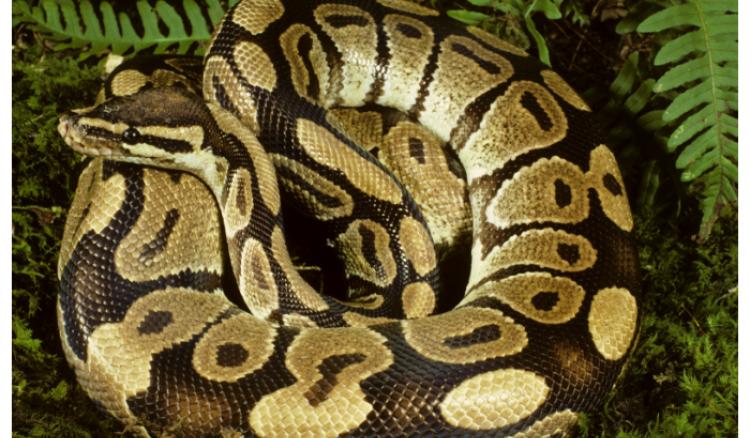 After an overnight struggle Rock Python rescued in Howrah