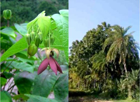 ক্রমশ কমছে দেশি গাছের সংখ্যা, নয়া উদ্যোগ পশ্চিমবঙ্গ জীববৈচিত্র্য পর্ষদের