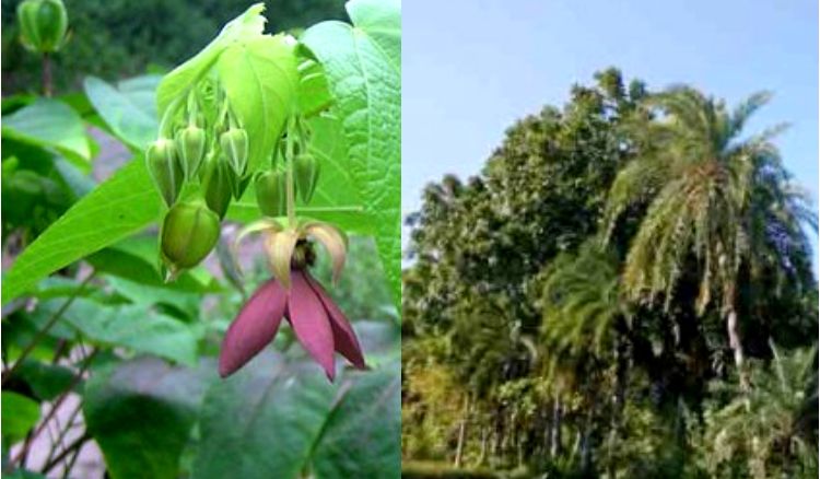 ক্রমশ কমছে দেশি গাছের সংখ্যা, নয়া উদ্যোগ পশ্চিমবঙ্গ জীববৈচিত্র্য পর্ষদের