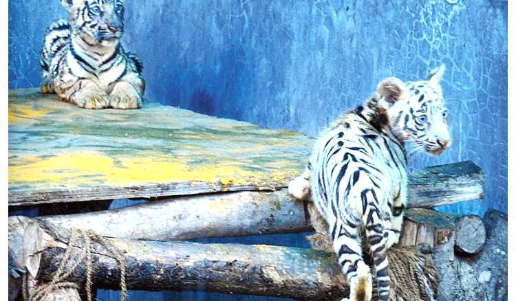 Siliguri Safari Park woll be gift tourists two cubs in the festive season