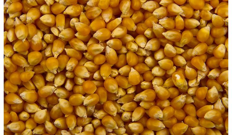 Various products will be made by corn seed at next Gangasagar Mela