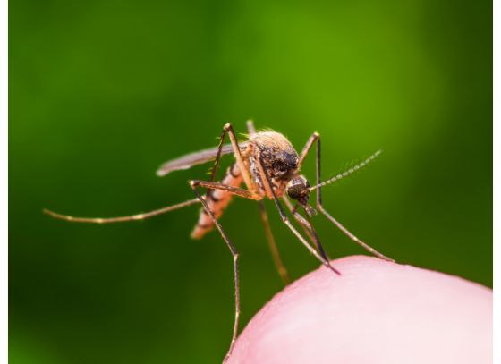 মশা দমনে হাতিয়ার নাসা