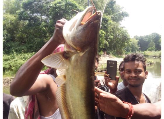 অভিশাপ কাটিয়ে জলে ভাসলো সোনালী বোয়াল