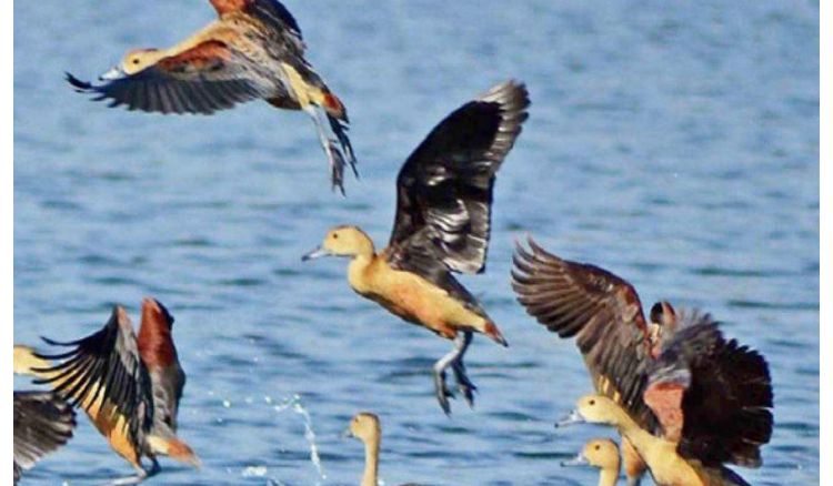 Bird count soars to double in Santragachhi