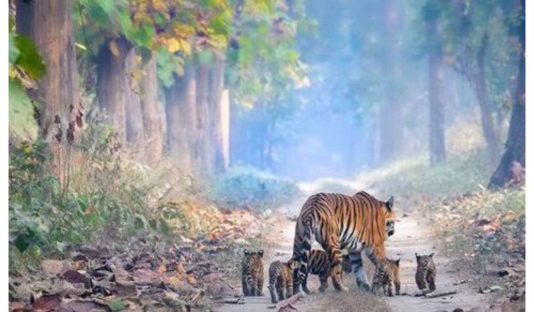 tiger population is increasing