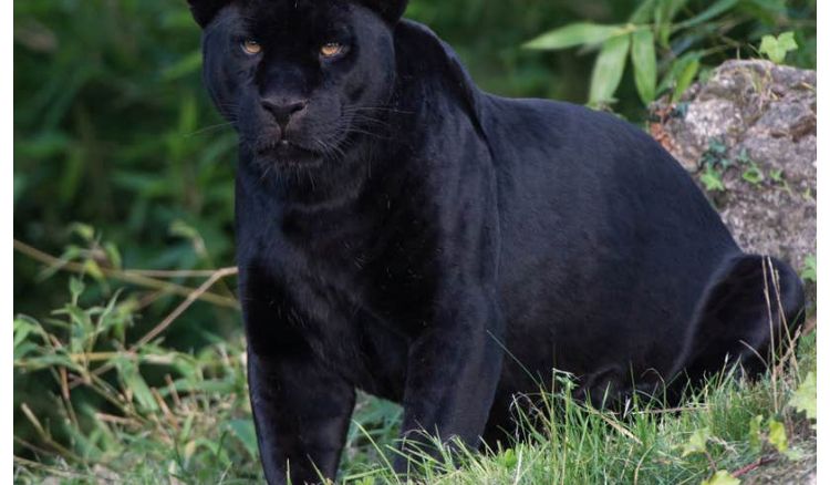 Black Panther seen in the Buxa Tiger project