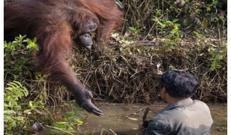 জলে থাকা মানুষকে সাহায্যের হাত বাড়িয়ে দিল এক ওরাংওটাং