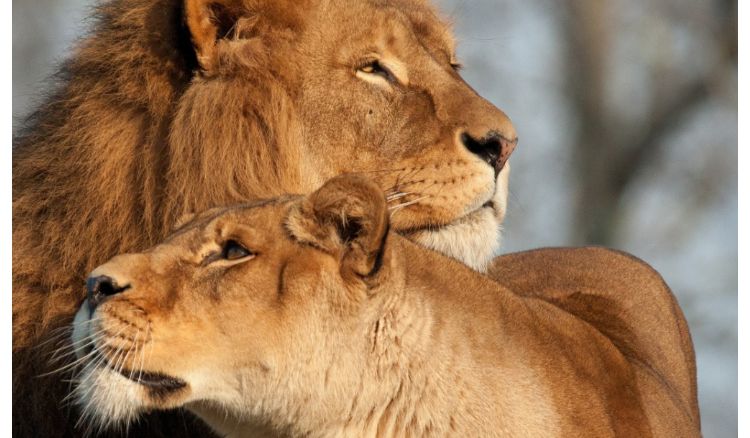 lion walks 60 kilometer to meet his friend