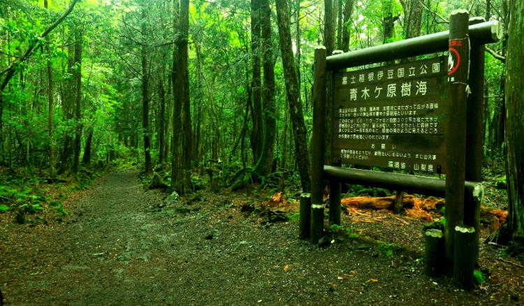 আত্মহননের ঠিকানা জাপানের আওকিগাহারা