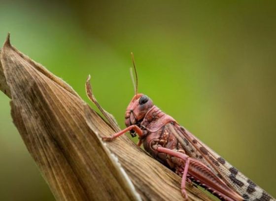 ক্ষুদ্রকায় পঙ্গপাল, দীর্ঘকায় ক্ষতি