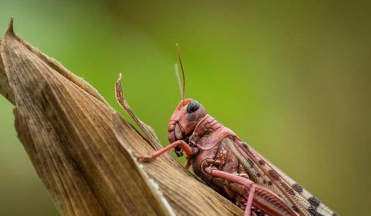 ক্ষুদ্রকায় পঙ্গপাল, দীর্ঘকায় ক্ষতি