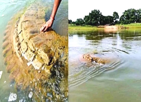 মহানদীর গর্ভে  অক্ষত গোপীনাথ দেউল