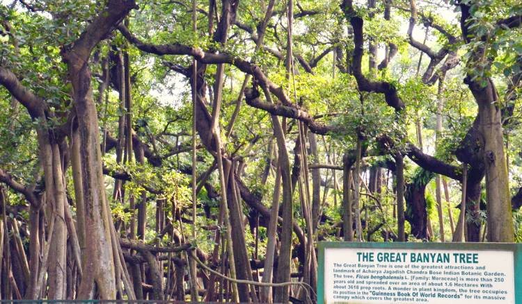 The biggest Banyan tree of Asia..Pride of Bengal