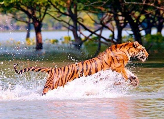 ২২১বছর আগে কলকাতায় বাঘ  বিক্রি হতো!