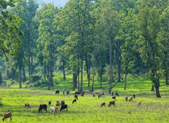 পর্যটকদের পছন্দের সাতটি জনপ্রিয় অভয়ারণ্য