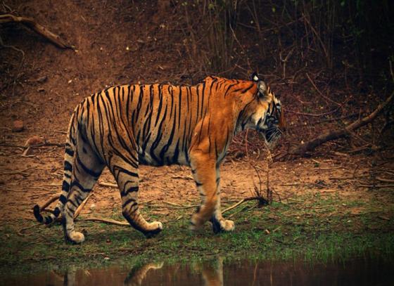 পৃথিবীর প্রবীণতম বাঘ বাস করত বাংলাতেই