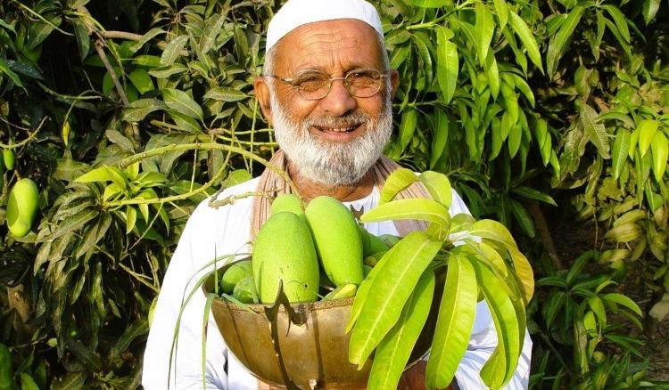 ১৩৪ বছরের প্রাচীন এক গাছে ৩০০ রকম আম ফলিয়েছেন ভারতের ‘ম্যাঙ্গো ম্যান’