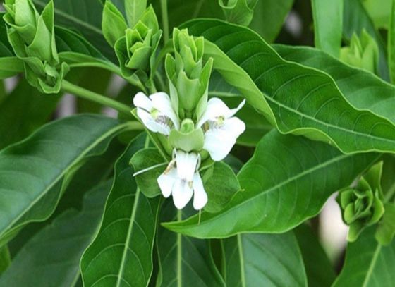 দমকা কাশি থেকে পায়োরিয়া সব সারাবে বাসক পাতা