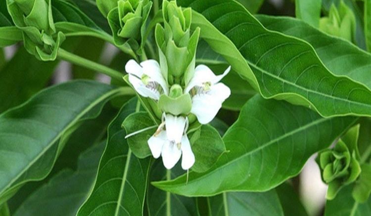 দমকা কাশি থেকে পায়োরিয়া সব সারাবে বাসক পাতা