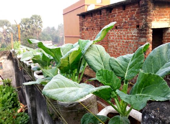 ব্যালকনি বা ছাদবাগানে ফুল, বাঁধা ও ওলকপি ফলানোর সহজপাঠ