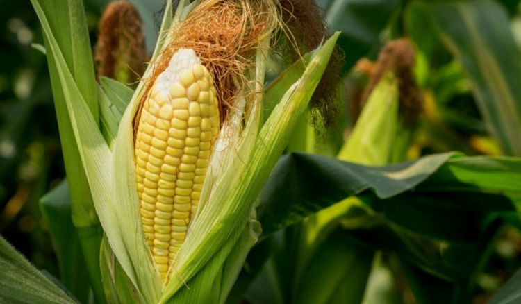 Growing Corn In Your Garden